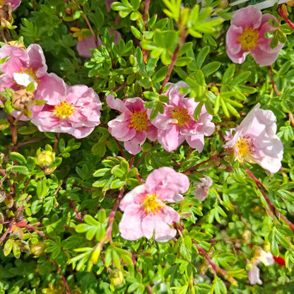 Potentilla frut. 'Pink Queen' 25/30 C3
