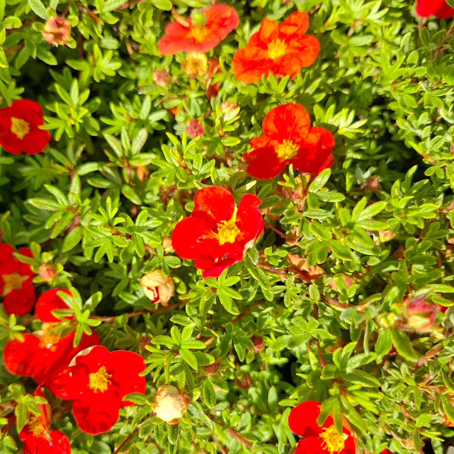 Potentilla frut. 'Red Ace' 25/30 C3