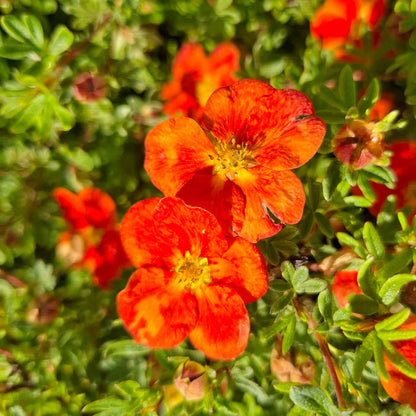 Potentilla frut. 'Marian Red Robin' 25/30 C3
