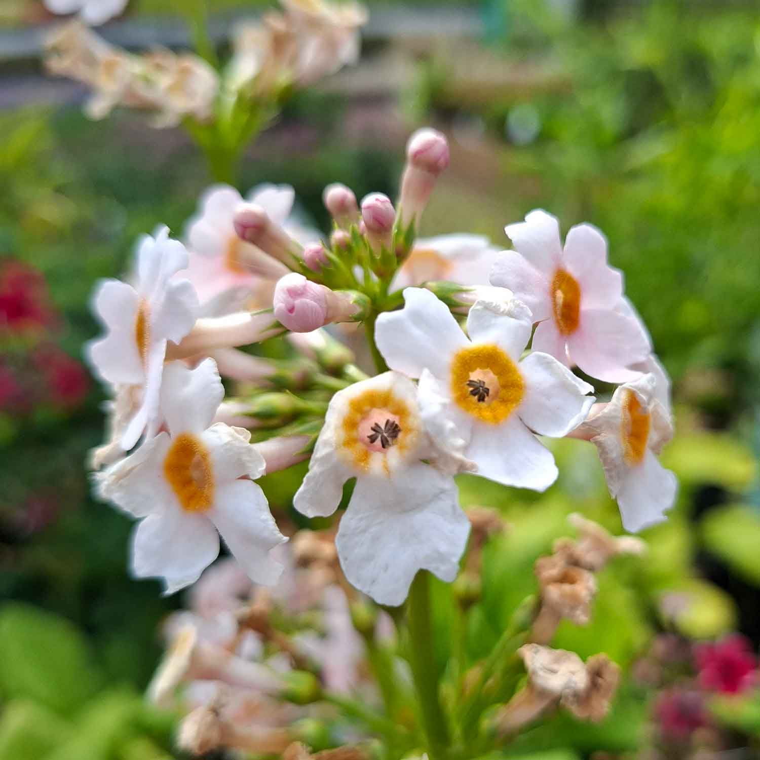 Primula japonica 'Appleblossom' 11C