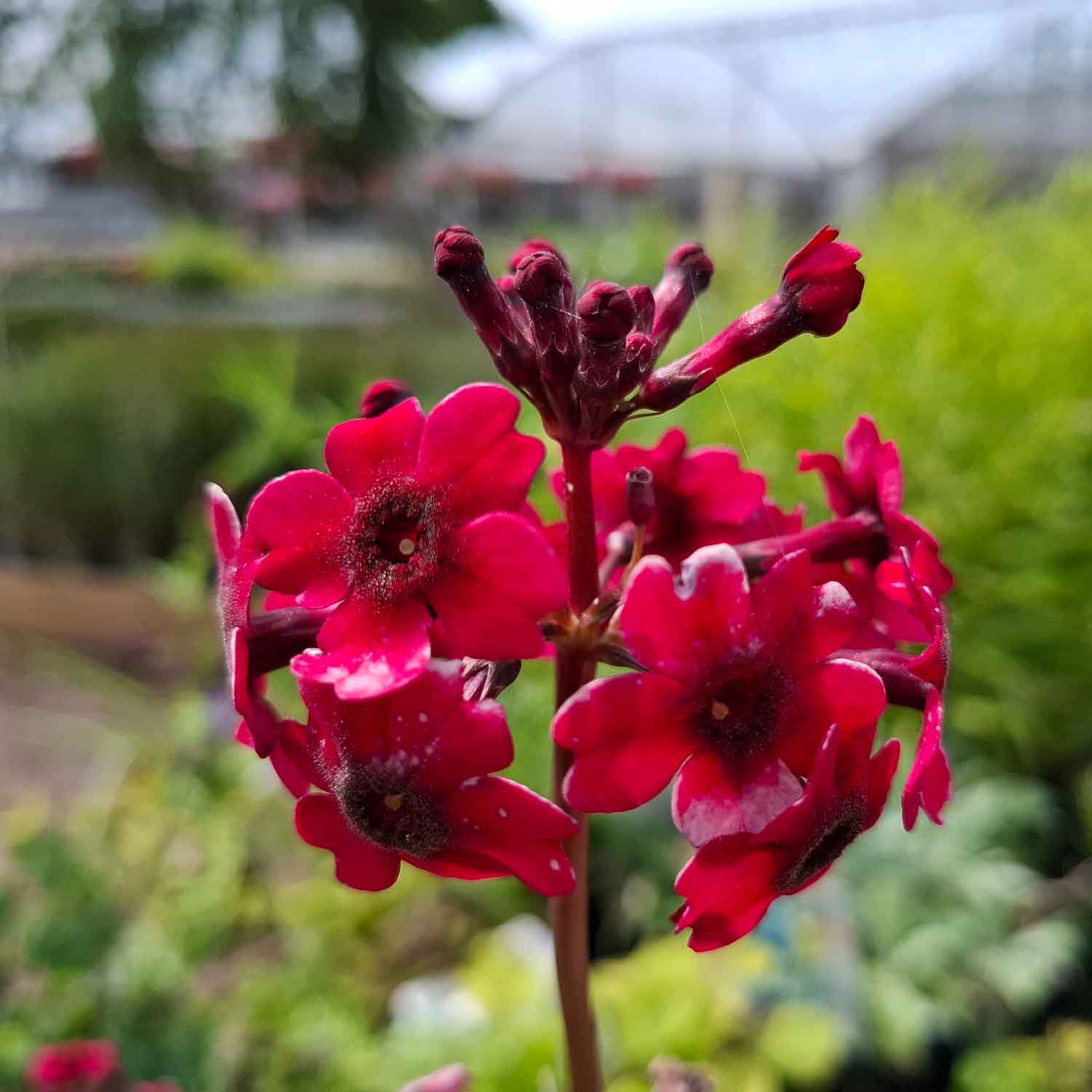 Primula japonica 'Miller´s Crimson' 11C