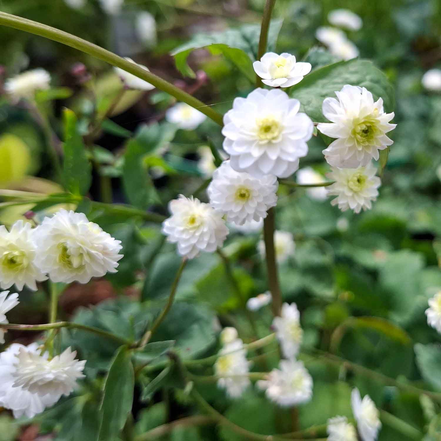 Farvede Roser Sølvknap - Ranunculus aconitifolius 'Pleniflorus'