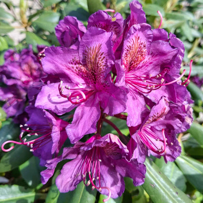 Rhododendron 'Marcel Menard' 30/40 C5