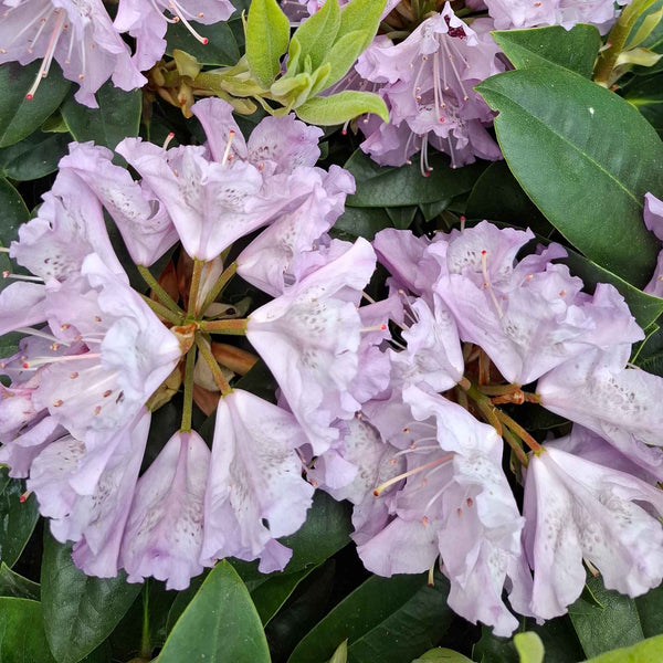 Rhododendron 'Blue Peter' 30-40