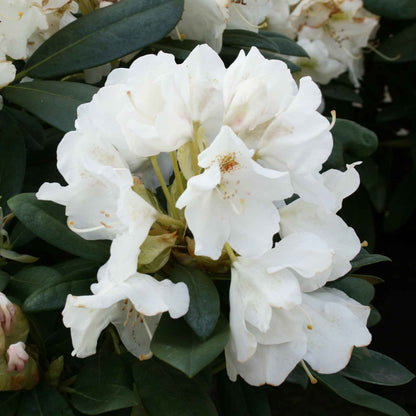 Rhodo (Y) 'Porzellan' white 30-40 cm C10