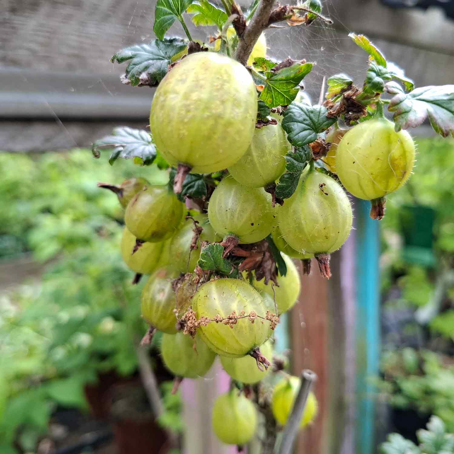 Invicta Ribes