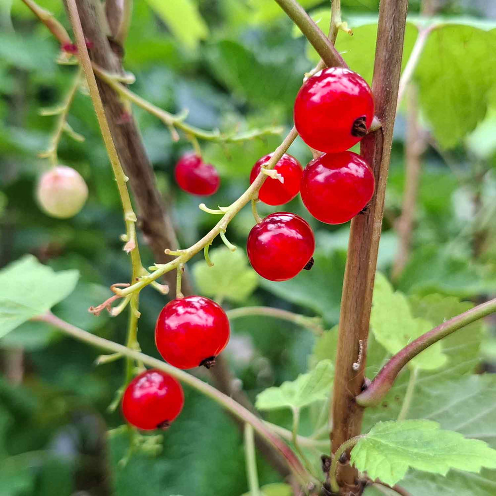 Rød Ribs Rolan 5,5L potte