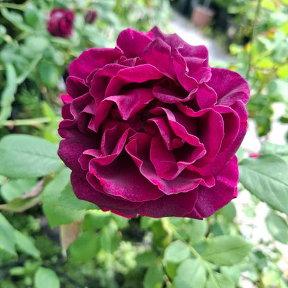 Rosa 'Rose du Roi'