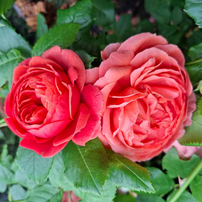 Rosa 'Sommarlåt'