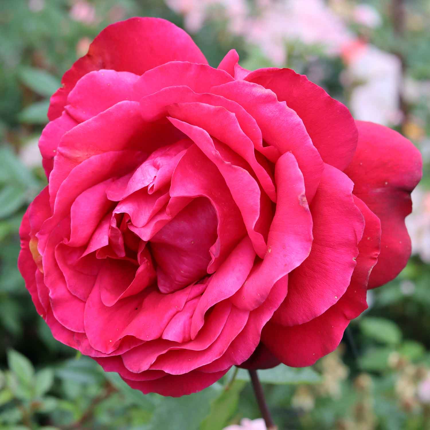 Rose 'Admiral'
