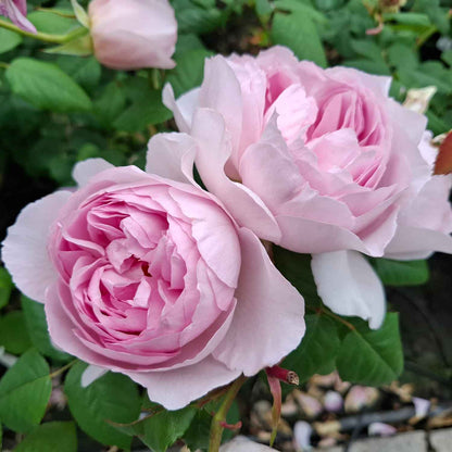 Rosa The Ancient Mariner (Ausoutcry)