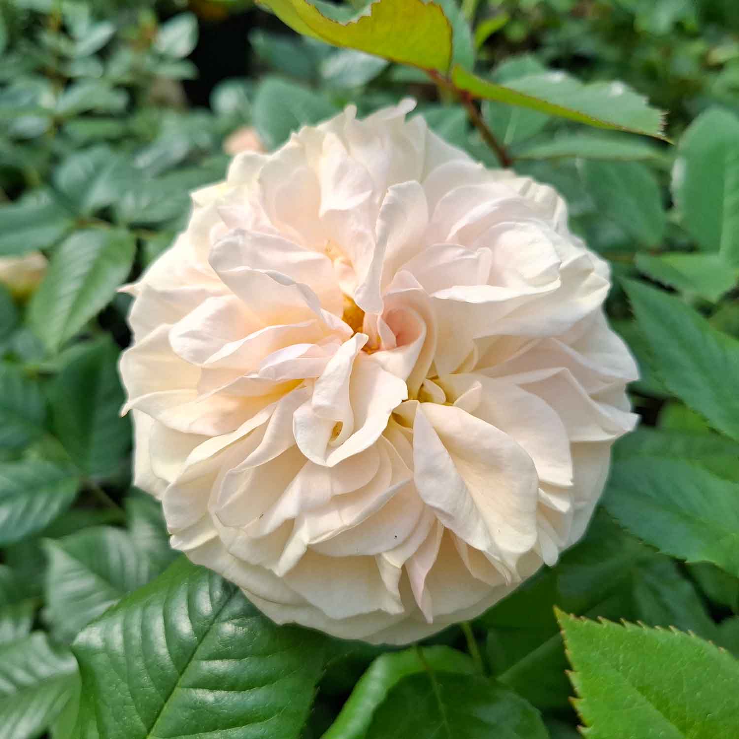Rose 'Audienz'
