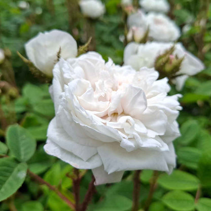 Moss rose - Rosa 'Blance Moreau'