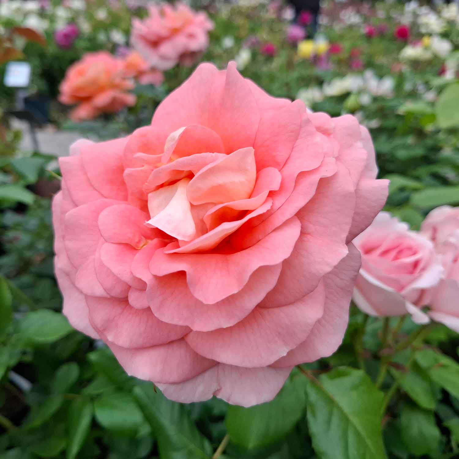 Rose 'Bonita Renaissance'