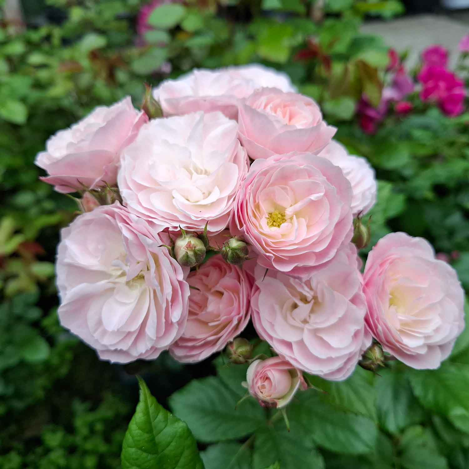 Rose moschata 'Bouquet Parfait'