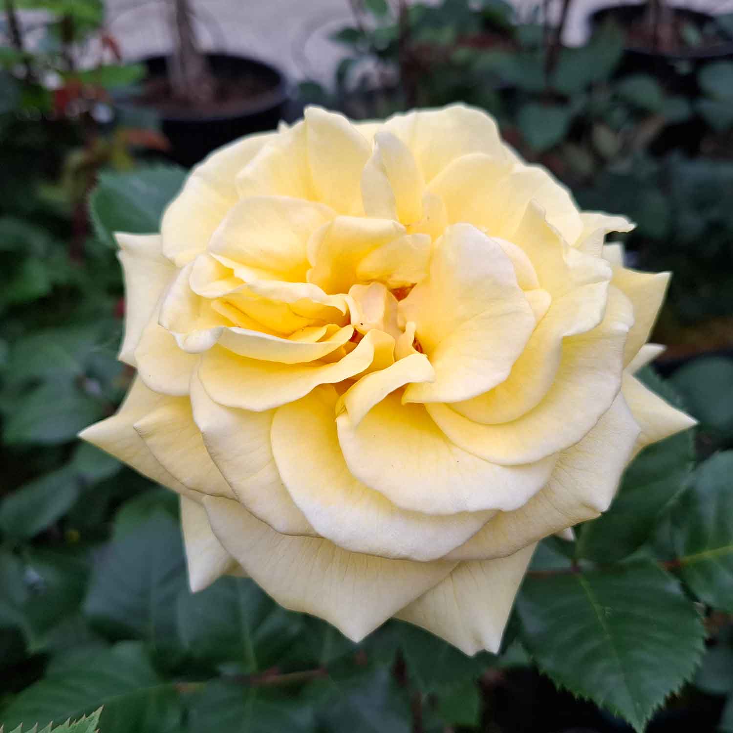 Rosa Cassini