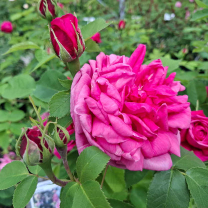Moss rose - Rose centifolia 'Chà¢peau de Napoléon'
