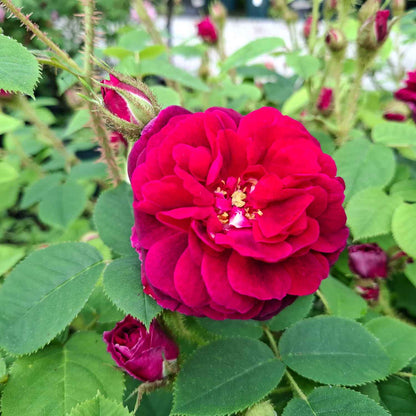 Mosrose - Rose 'Henri Martin'