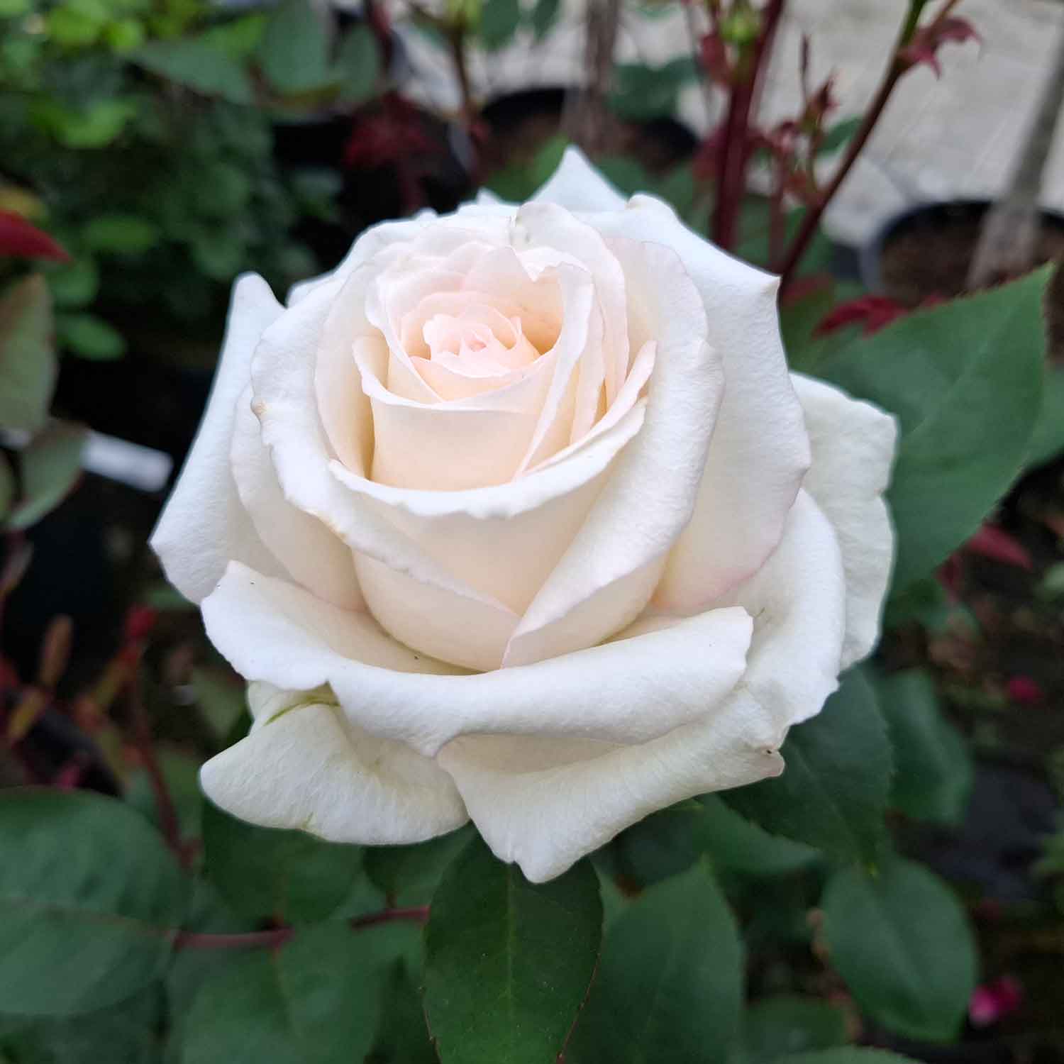 Rosa Certinia