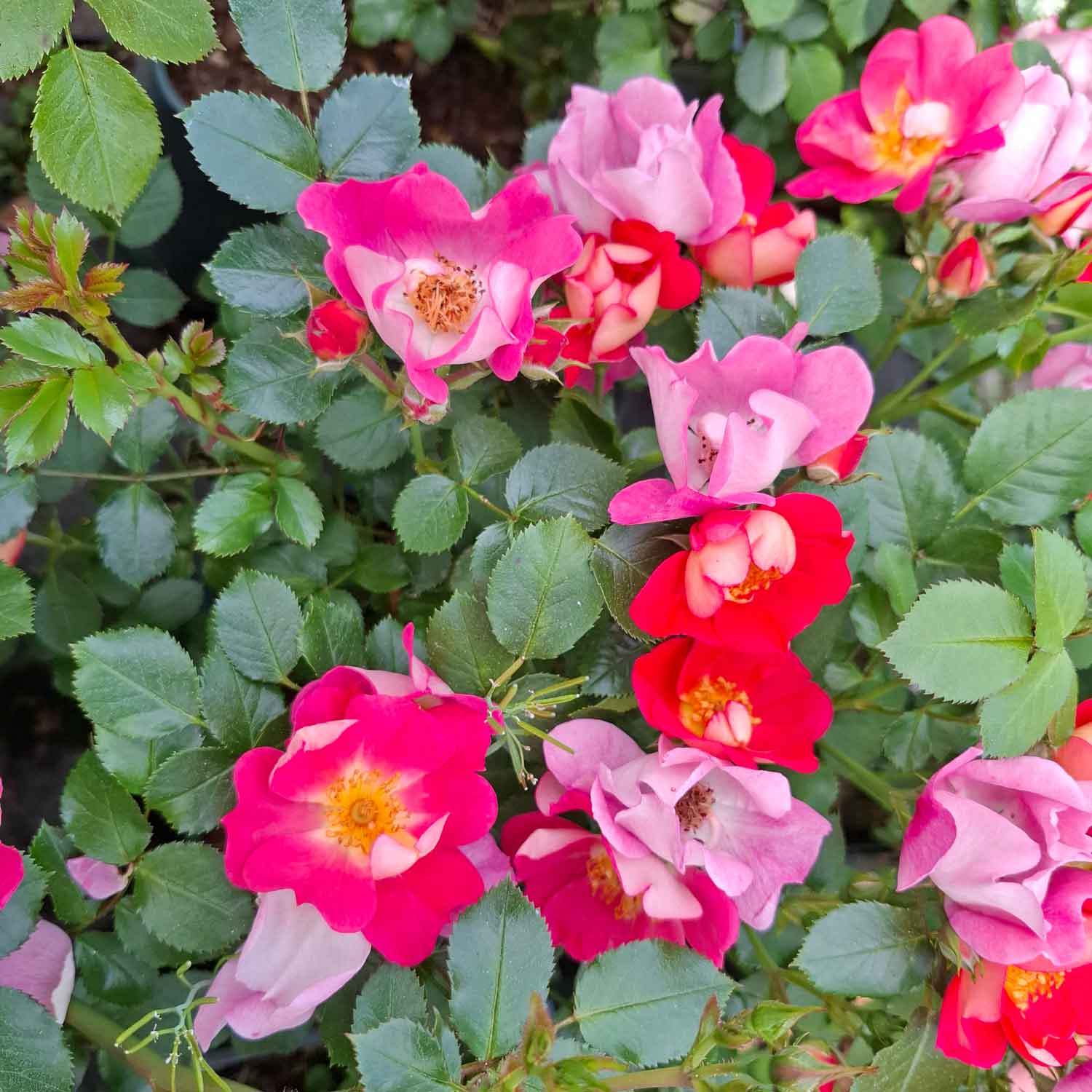Rose 'Coco'