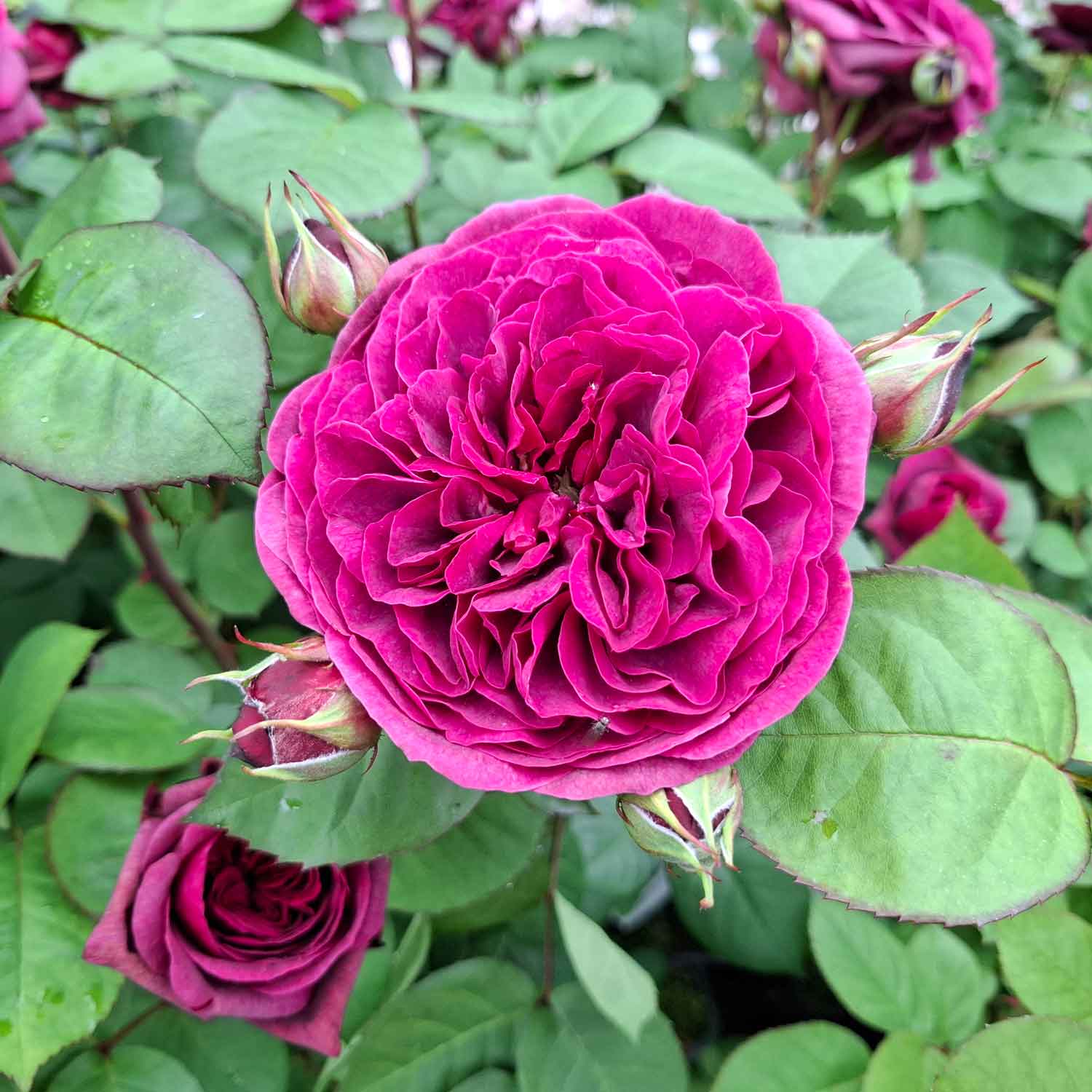 Rosa 'Deep Secret'