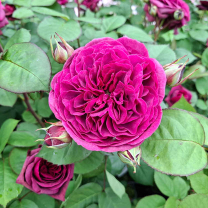Rosa "Deep Secret"