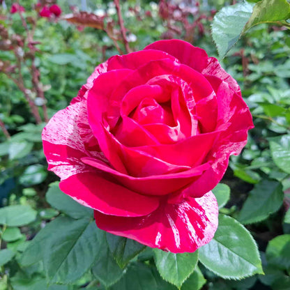 Rosa 'Delstrobla' (Henri Matisse)