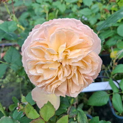 Rosa Evelyn Wilde