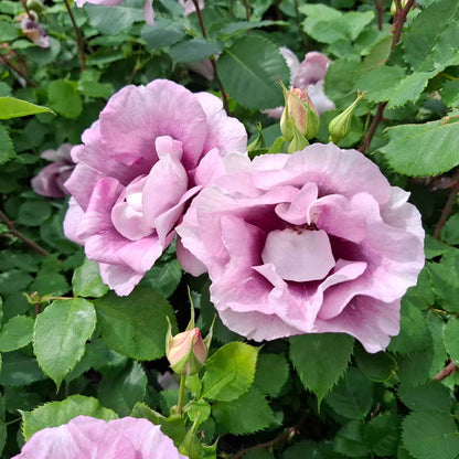Rose 'Eyes for you' - Hulthemia persica hybrid