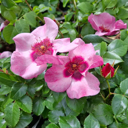 Rose 'Eyes on me' - Hulthemia persica hybrid