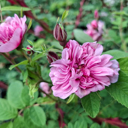 Rosa Majalis Foecundissima