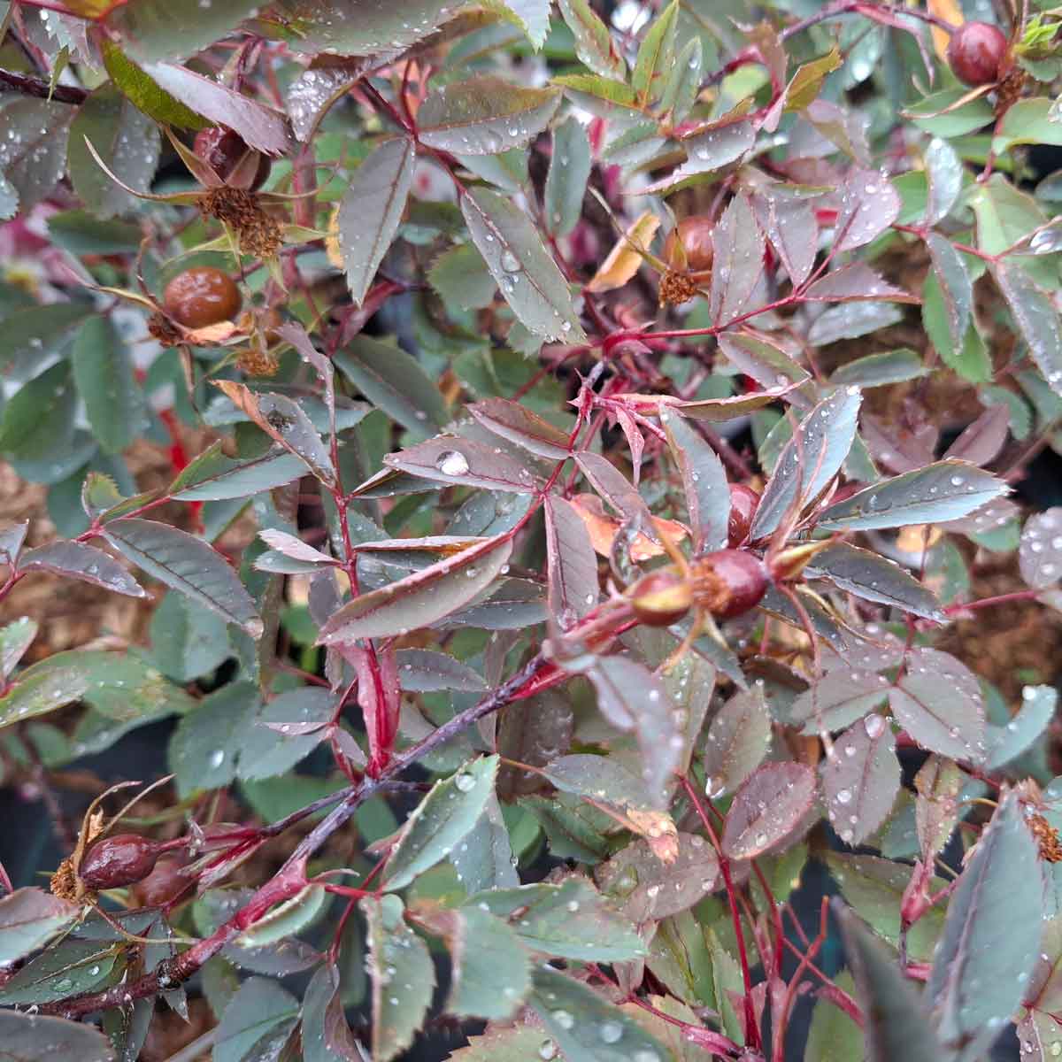 Rosa glauca 30/40 C3