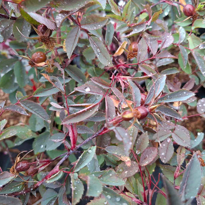 Rosa glauca 30/40 C3