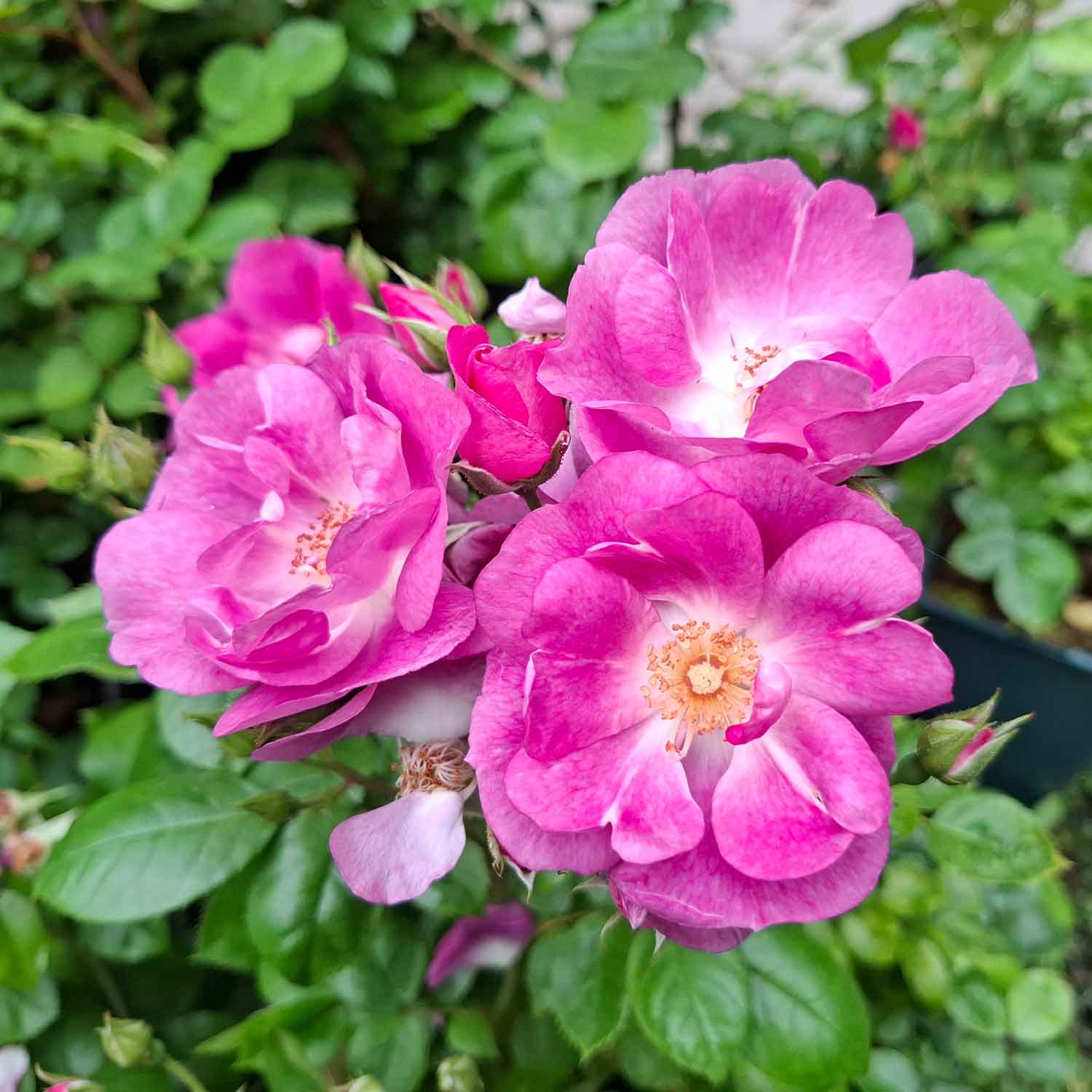 Rose 'Global Water'