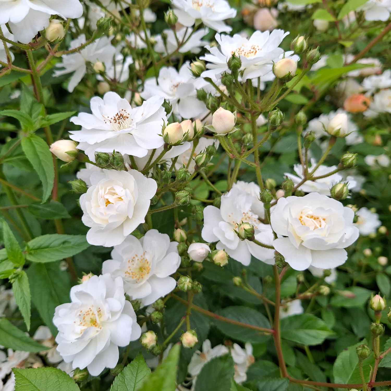 Rose moschata 'Guirlande d'Amour'