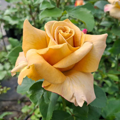 Rosa Honey Dijon