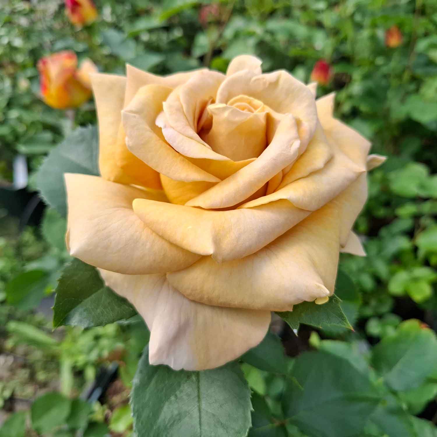 Rosa Honey Dijon