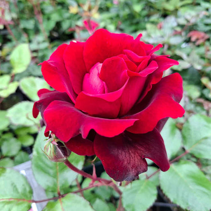 Rose 'Isabel Renaissance'