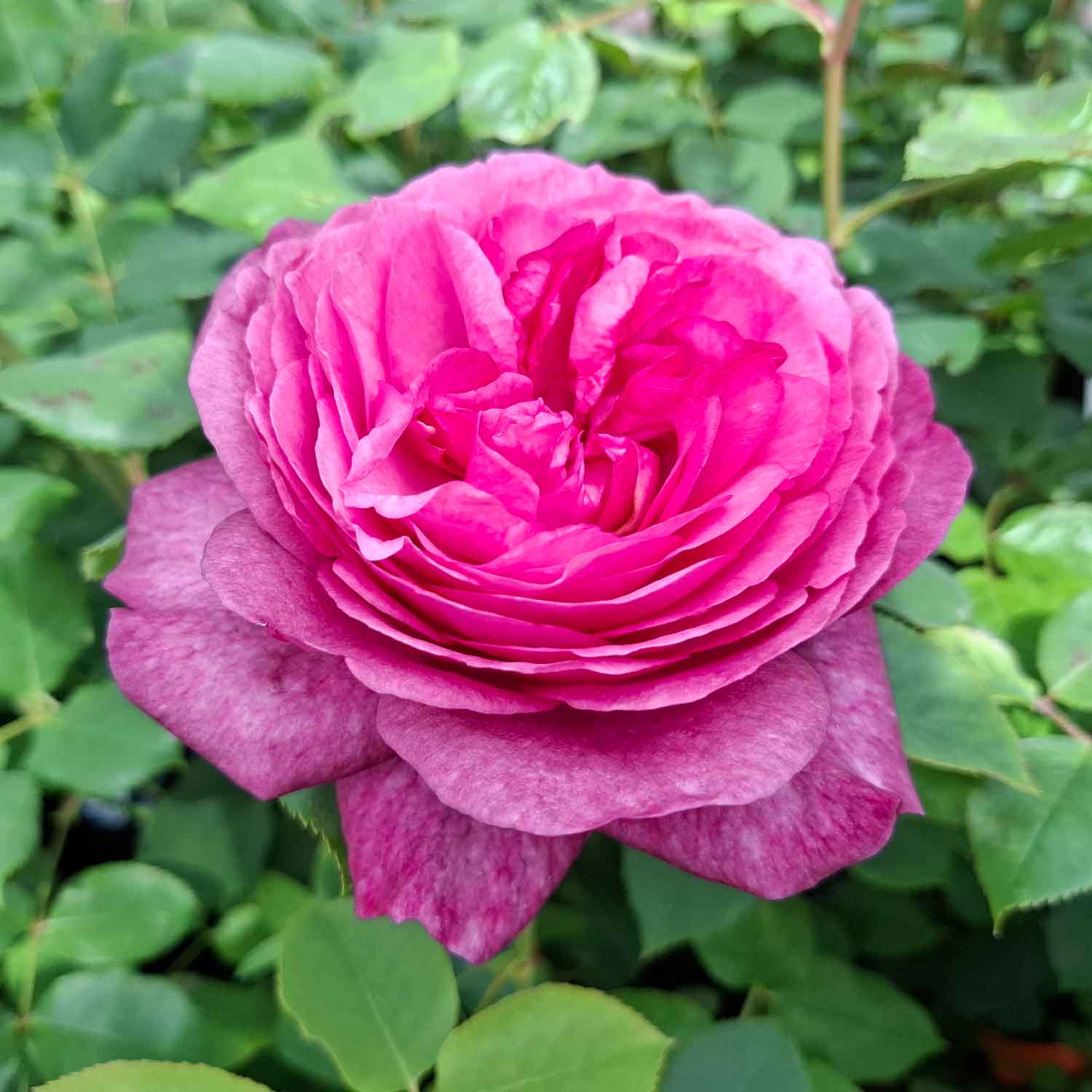 Rose 'Kaffe Fassett'