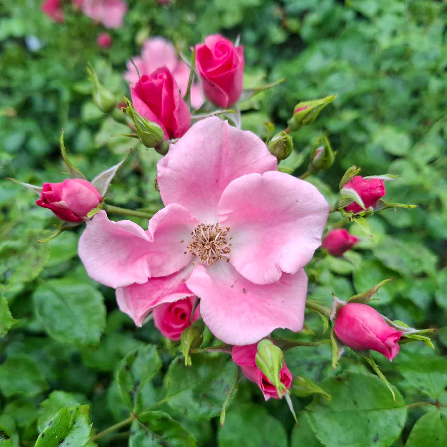Rosa 'Landfrauen Rose'