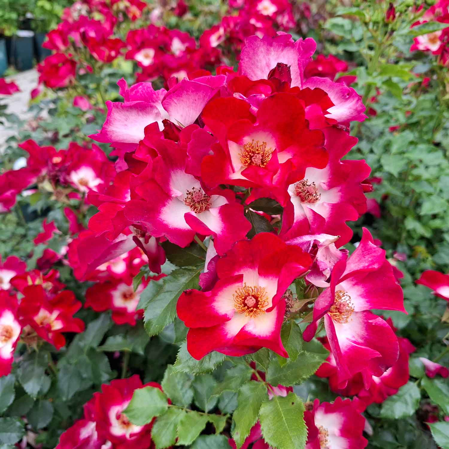 Rosa 'Loki'