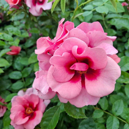 Rosa Maestro Babylon Eyes (IPB046310)