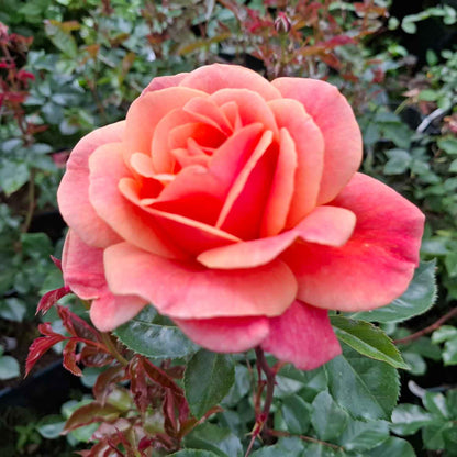 Rose 'Melusina'