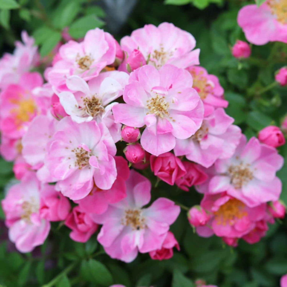 Rosa 'Mini Pinkie' - Minirose - NYHED