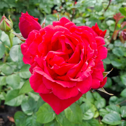 Rose 'Minna' -  Renaissance NYHED