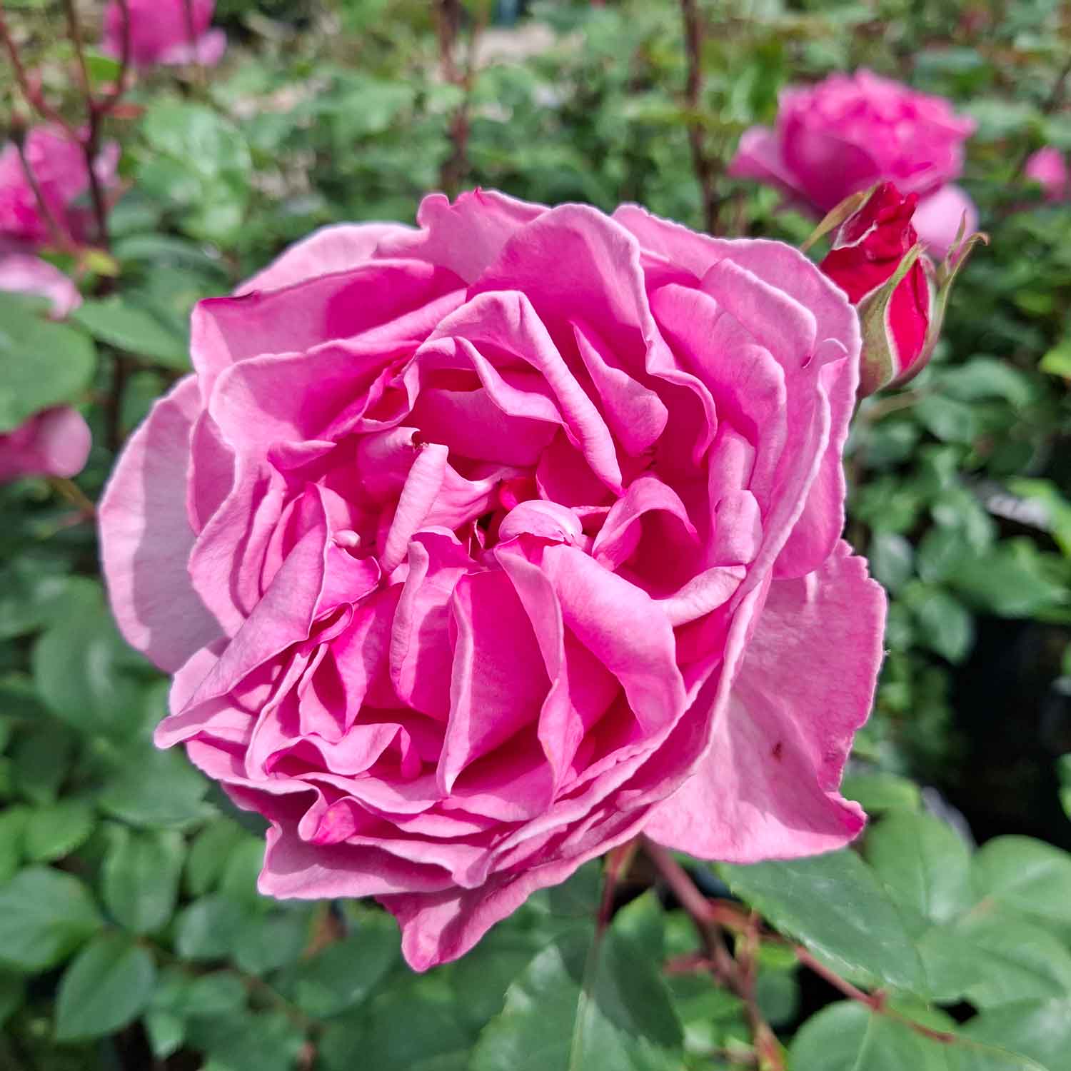 Rose 'Mr. Darcy'