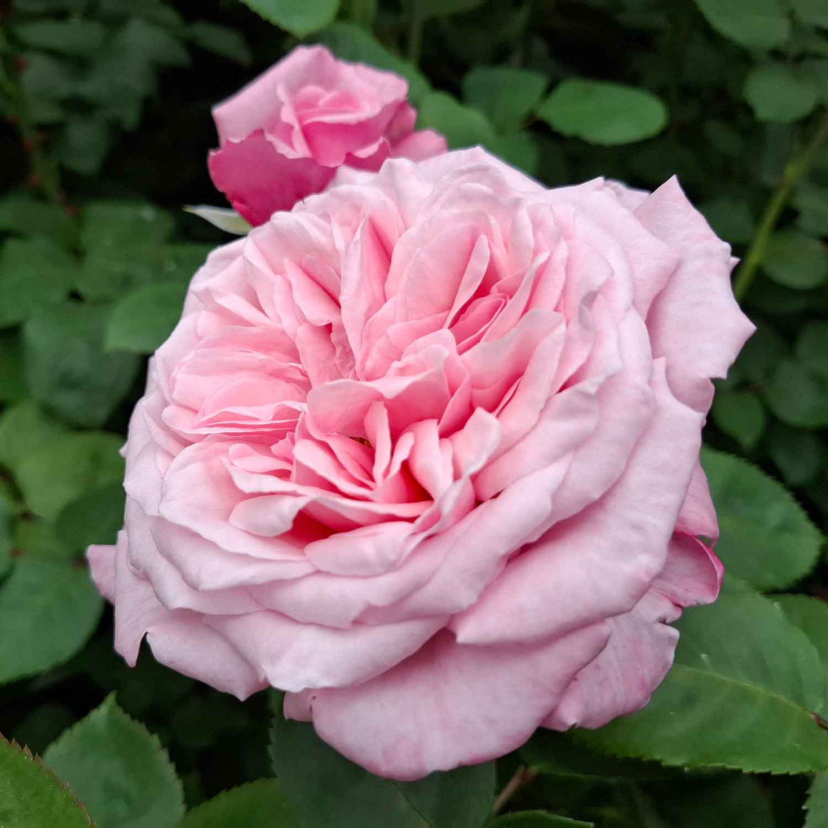 Rose 'A Never Ending Story' - All In One®