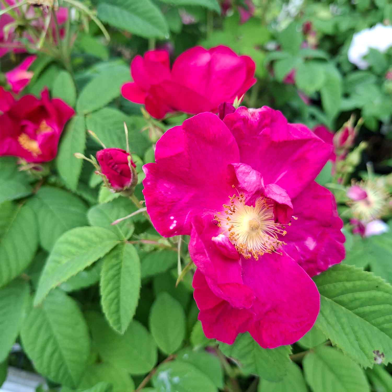 Rosa gallica 'Splendens' (Frankfurt)