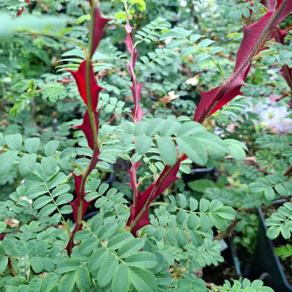 Pigtrådsrose - Rosa omeiensis 'Pterancantha'