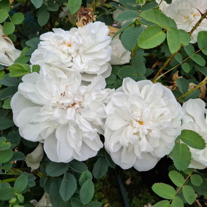 Klitrose - Rosa Pimpinellifolia 'Paula Vapelle'
